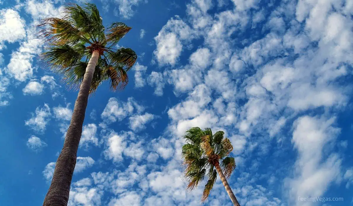 Why Does Las Vegas Have So Many Palm Trees? (Answered) 6 california palm in las vegas