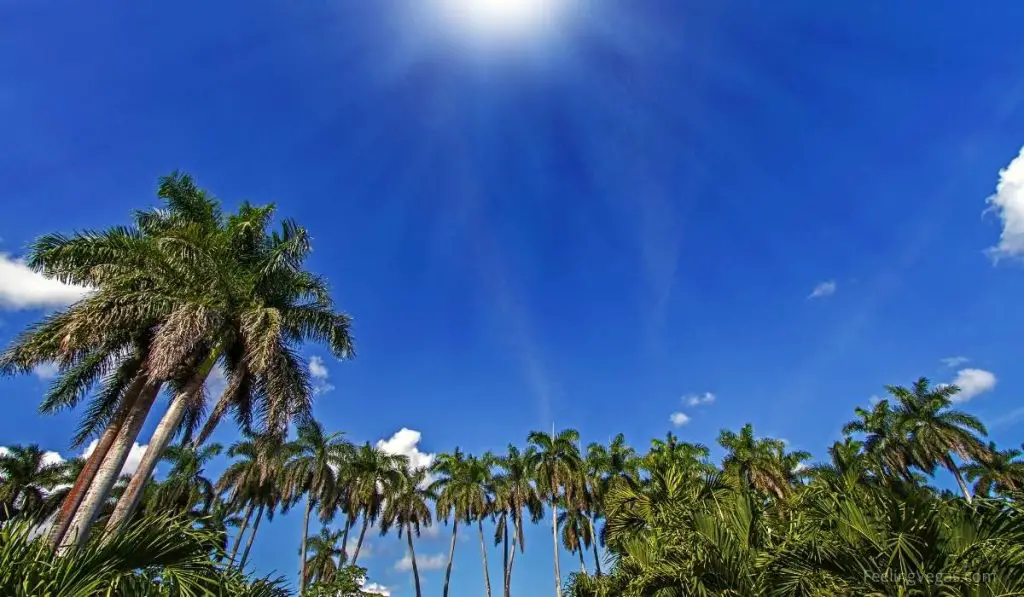 Why Does Las Vegas Have So Many Palm Trees? (Answered) FeelingVegas