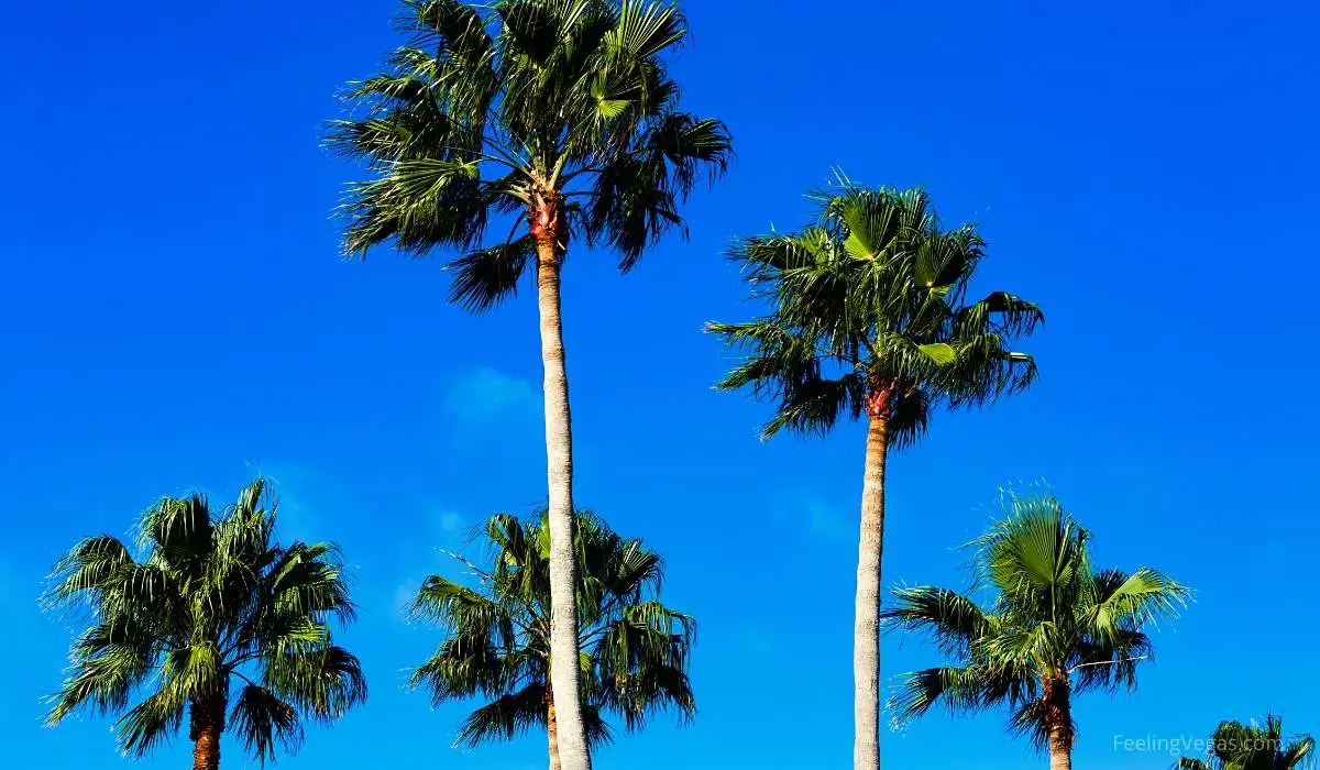 mexican fan palm trees in las vegas