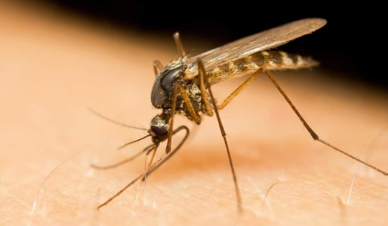 Are There a Lot of Mosquitoes in Las Vegas? (Answered)