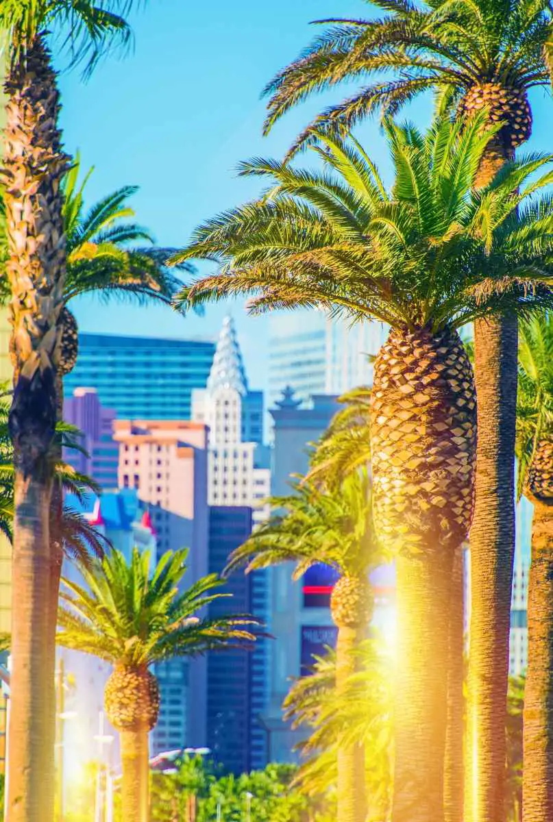 Why Does Las Vegas Have So Many Palm Trees? (Answered) 2 palm trees along the las vegas strip