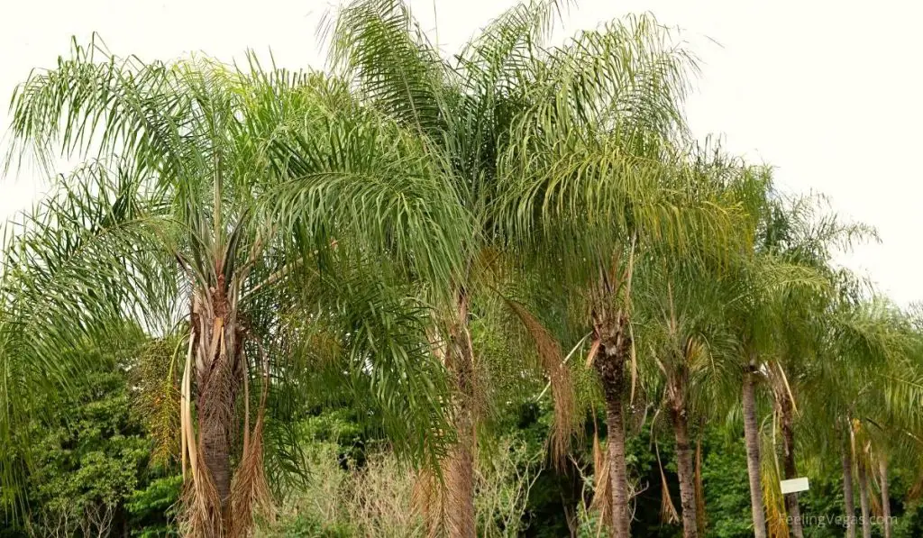 Why Does Las Vegas Have So Many Palm Trees? (Answered) FeelingVegas