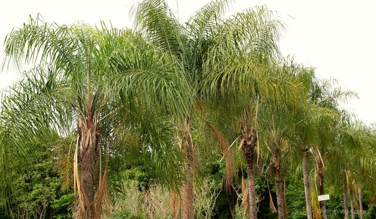 Why Does Las Vegas Have So Many Palm Trees? (Answered) 8 queen palms las vegas