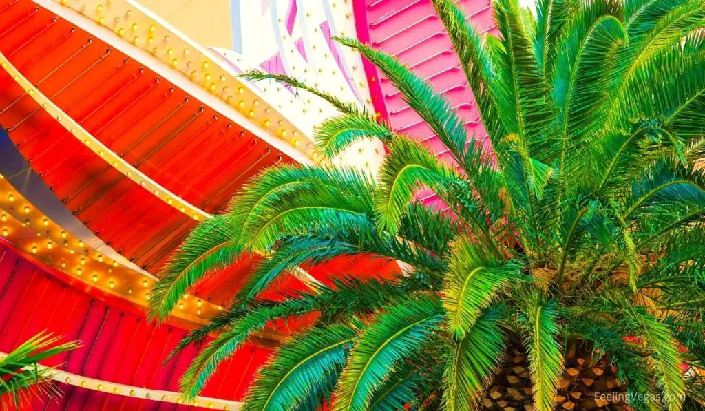 Why Does Las Vegas Have So Many Palm Trees? (Answered) FeelingVegas