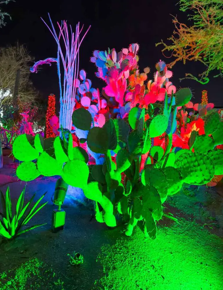 Ethel M's Annual Holiday Cactus Garden Christmas Lights 2023 FeelingVegas