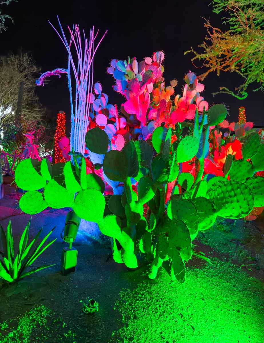 Cactus at the Ethel M Cactus Garden dripping in Christmas colors.