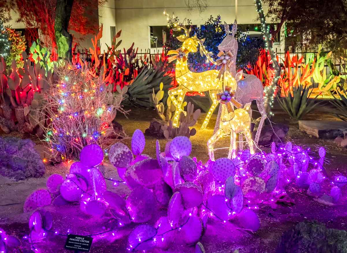 Ethel M Xmas Lights feature cactus wrapped in a dazzling display of Christmas lights
