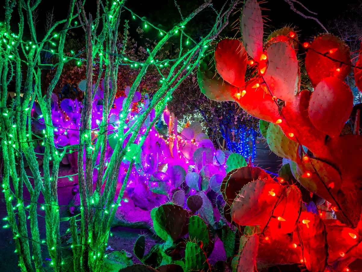 Ethel M cactus garden covered in Christmas lights