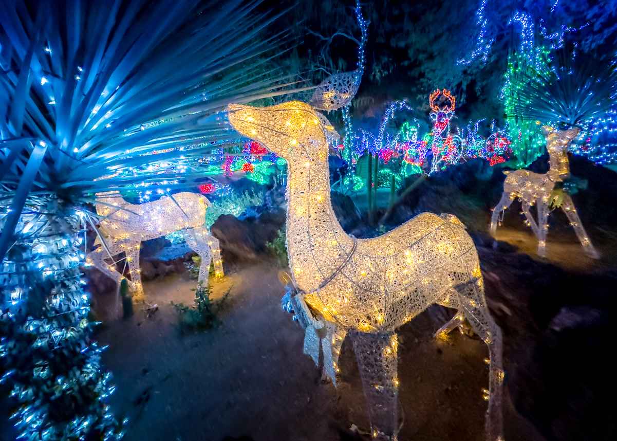 Ethel M Christmas Lights: A Must-See Attraction (Photo Gallery) 2022 8 Holiday reindeer at Ethel M cactus garden in December