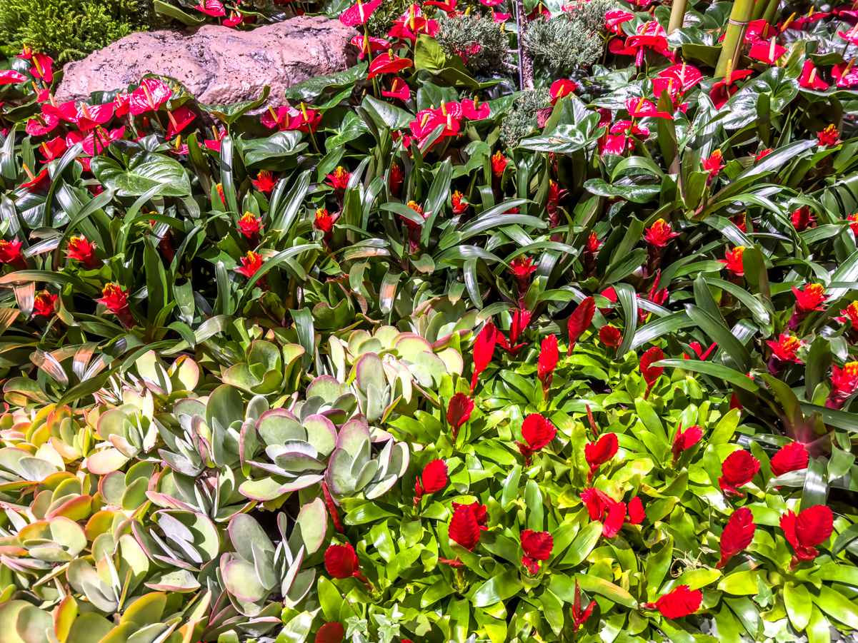 Varieties of plants used in Bellagio Conservatory's 2023 Lunar New Year display