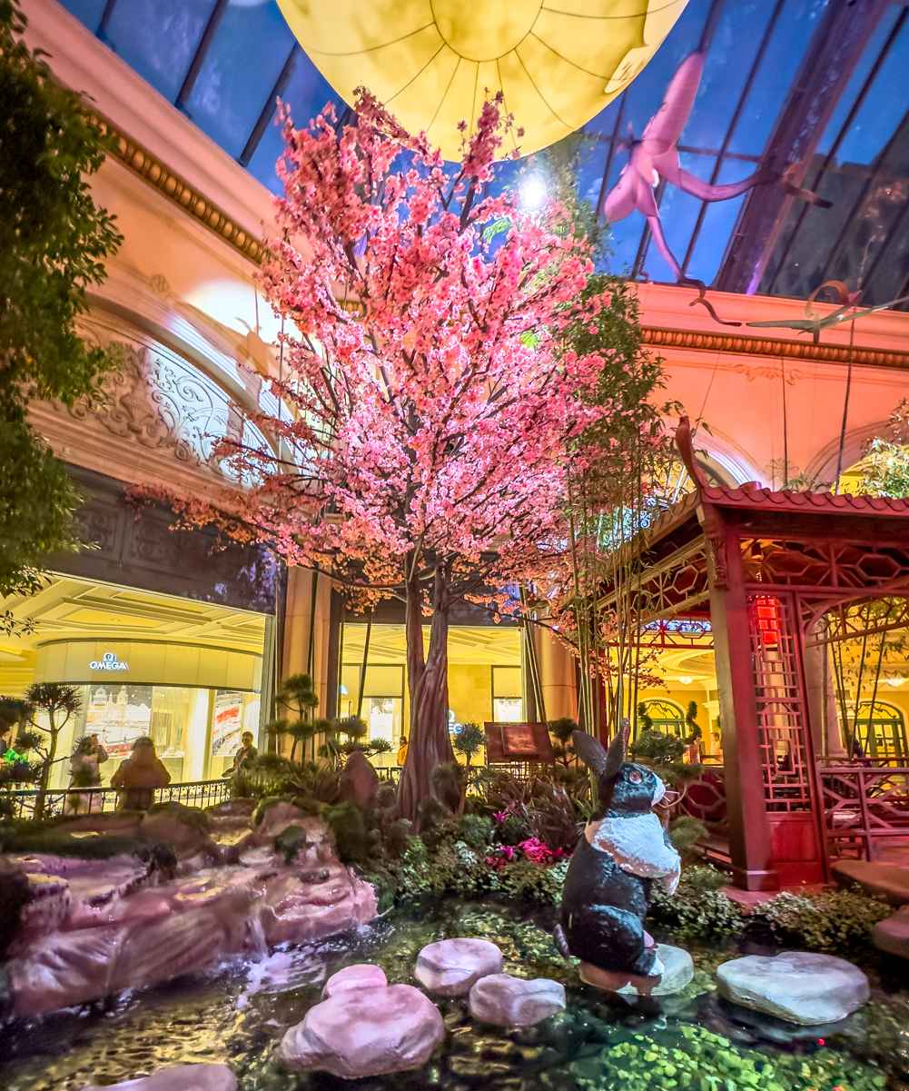 Bellagio Conservatory Lunar New Year (2023 Photo Gallery) 16 Blossoming cherry tree at the Bellagio Conservatory 2023 Lunar New Year display