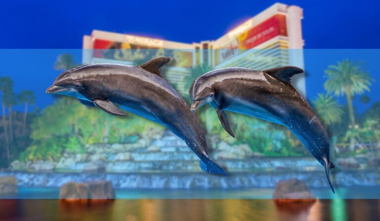 Leaving Las Vegas: Dolphins Leave Mirage For SeaWorld San Diego