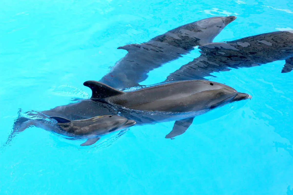 Leaving Las Vegas: Dolphins Leave Mirage For SeaWorld San Diego 2 The dolphins at The Mirage in Las Vegas are moving to SeaWorld San Diego.