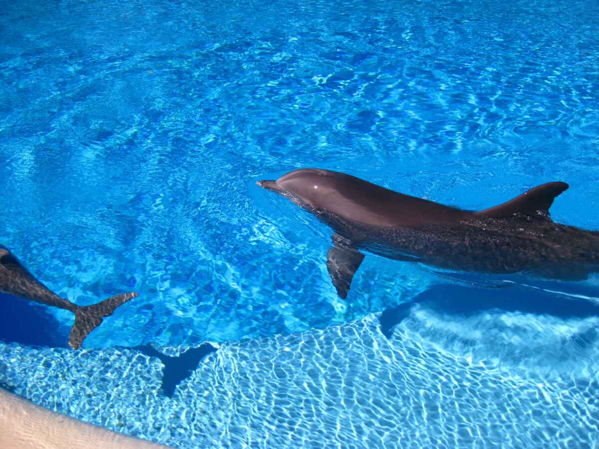 Dolphins swimming at Siegfried and Roy Secret Garden & Dolphin Habitat at The Mirage in Las Vegas.