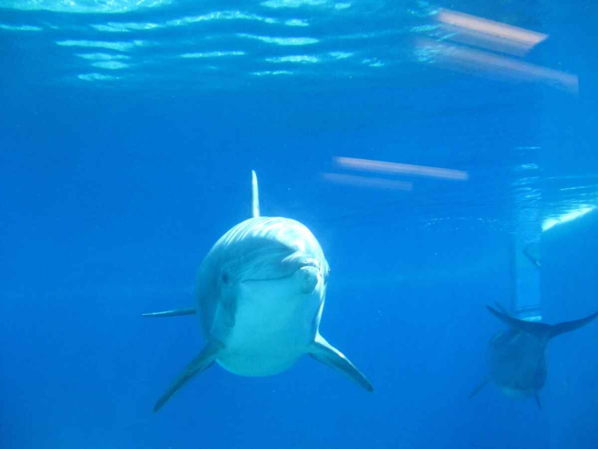 Underwater view of a dolphin at The Mirage.