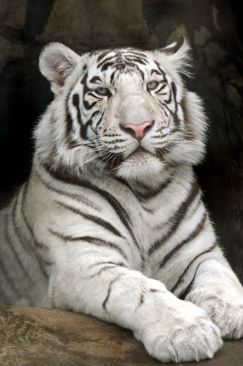Leaving Las Vegas: Dolphins Leave Mirage For SeaWorld San Diego 5 White tiger