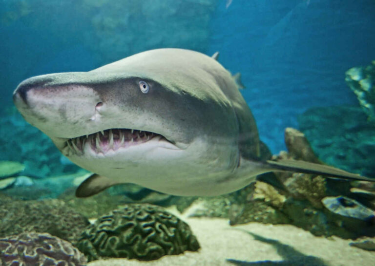 Shark: How Much Does It Cost To Visit the Mandalay Bay Aquarium