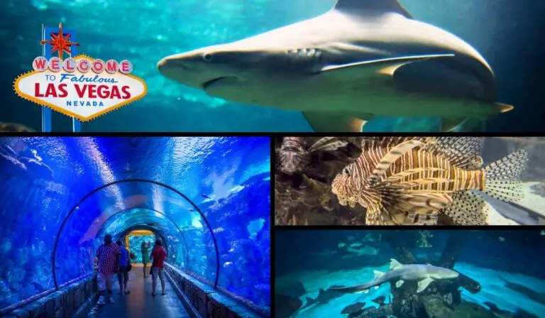 Is Mandalay Bay Aquarium Worth It? PHOTOS! (Shark Reef Aquarium)