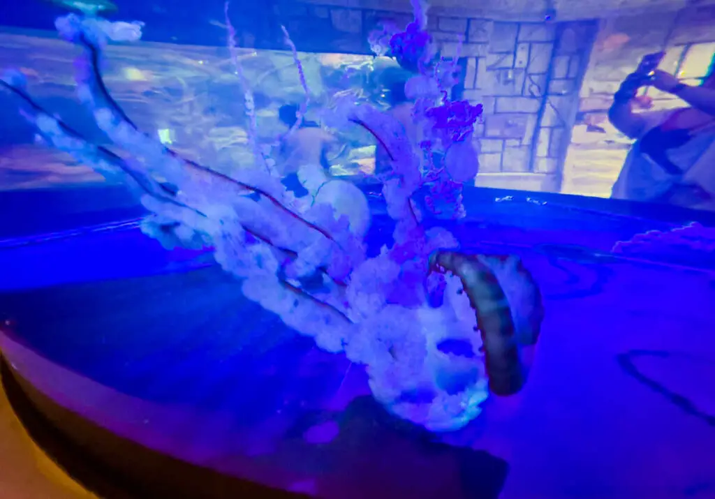 Is Mandalay Bay Aquarium Worth It? PHOTOS! (Shark Reef Aquarium