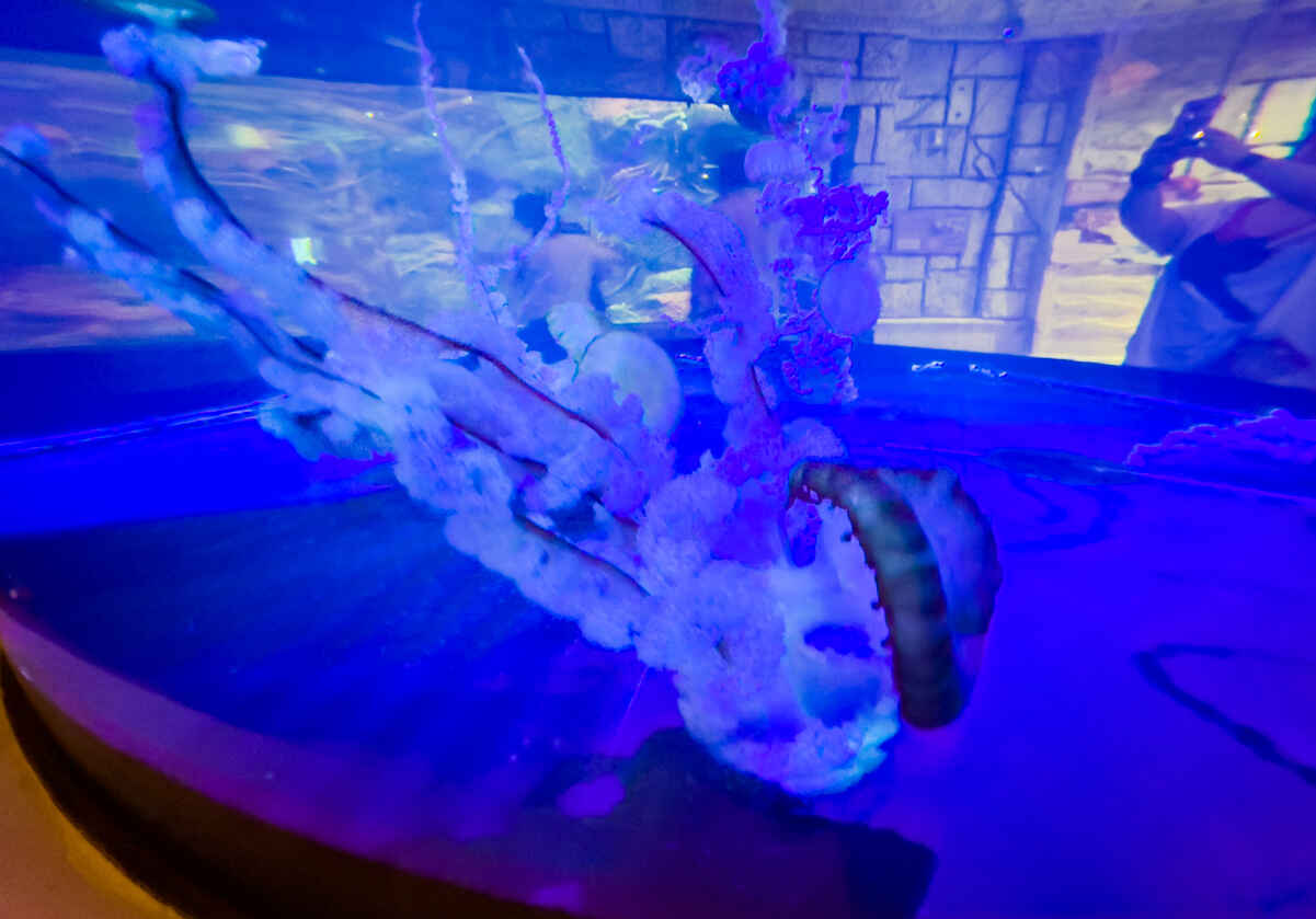 Is Mandalay Bay Aquarium Worth It? PHOTOS! (Shark Reef Aquarium) 14 Jellyfish tank at Mandalay Bay Aquarium
