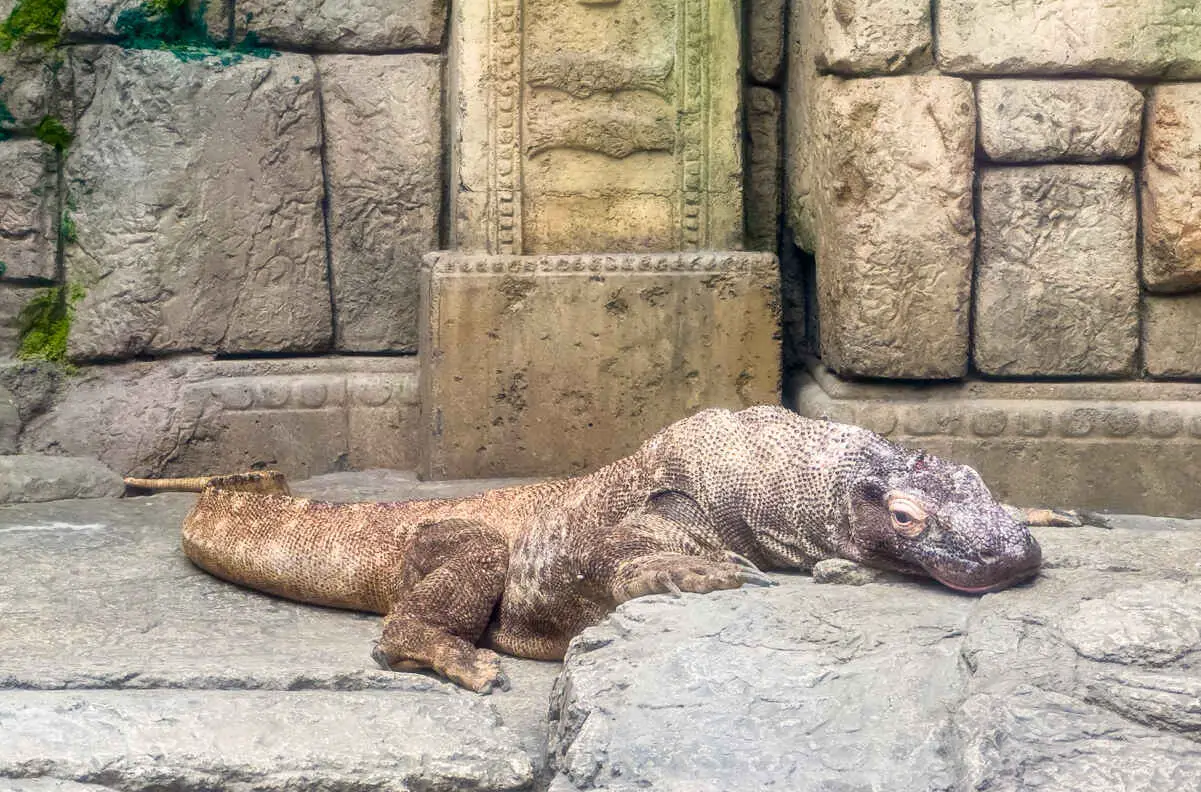 Is Mandalay Bay Aquarium Worth It? PHOTOS! (Shark Reef Aquarium) 7 Komodo Dragon at Mandalay Bay Aquarium in Las Vegas