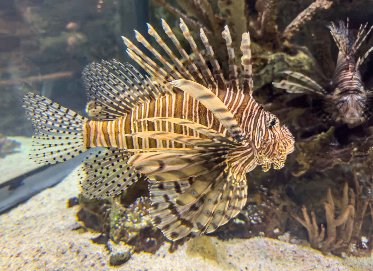 Is Mandalay Bay Aquarium Worth It? PHOTOS! (Shark Reef Aquarium) 13 Lionfish at Shark Reef Las Vegas
