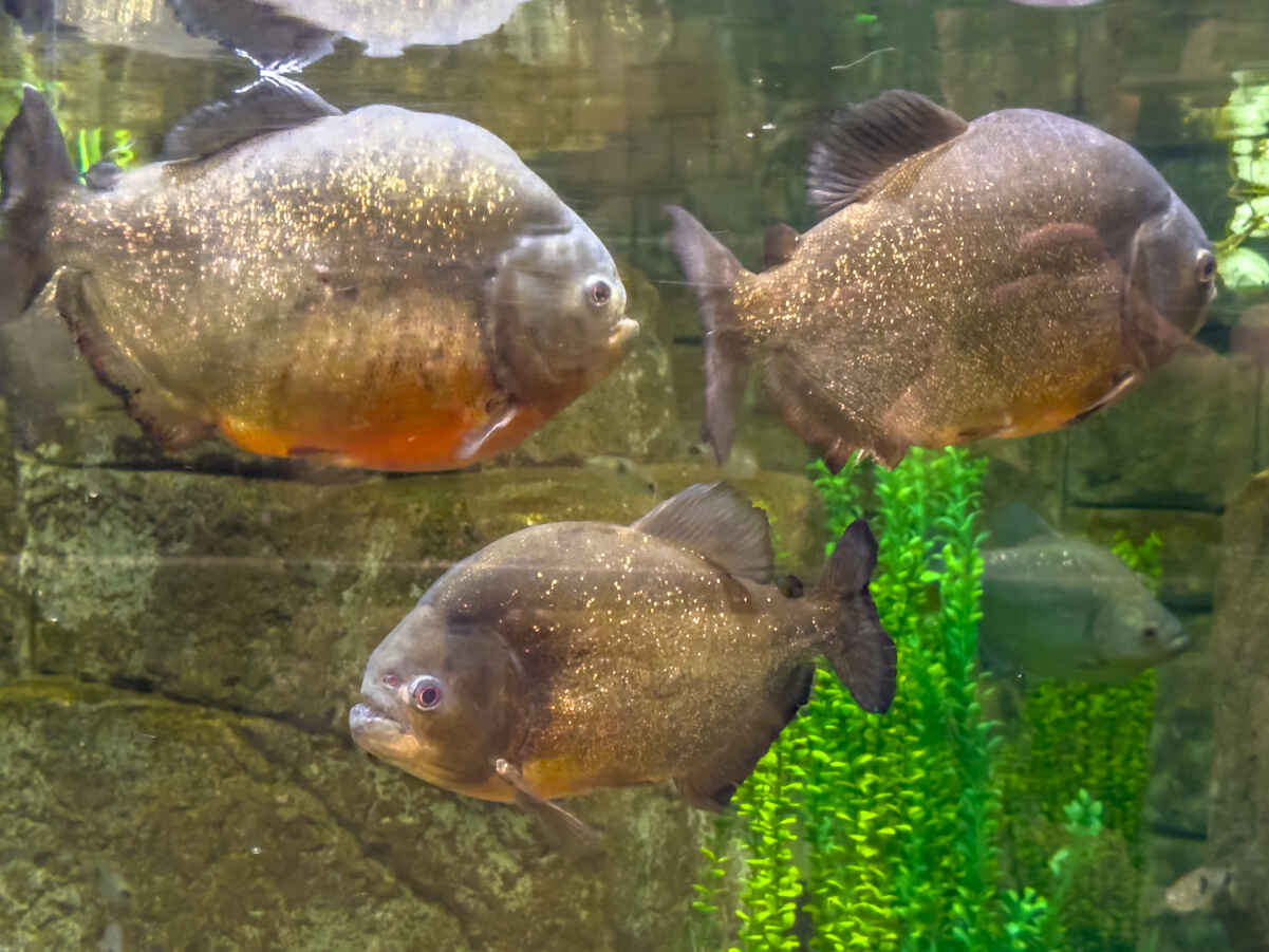 Is Mandalay Bay Aquarium Worth It? PHOTOS! (Shark Reef Aquarium) 9 Piranha at Shark Reef Las Vegas