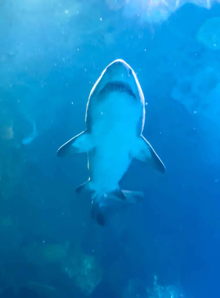 Shark at Mandalay Bay Aquarium