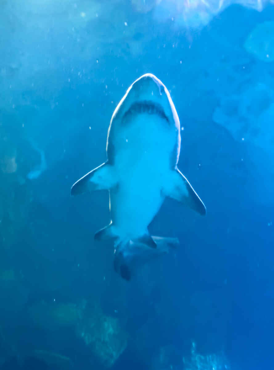 is-mandalay-bay-aquarium-worth-it-photos-shark-reef-aquarium