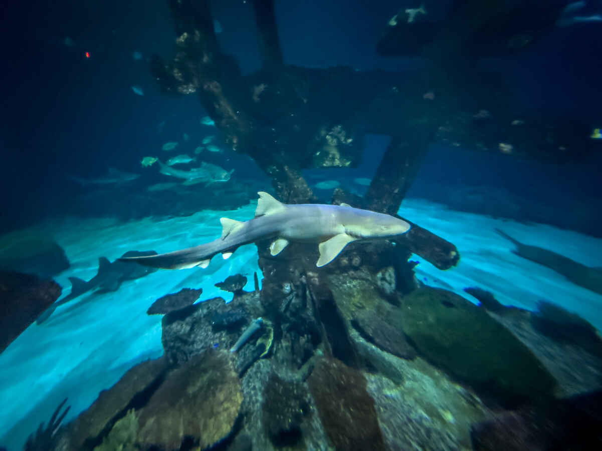 Shark swiming at Shark Reef Aquarium Las Vegas