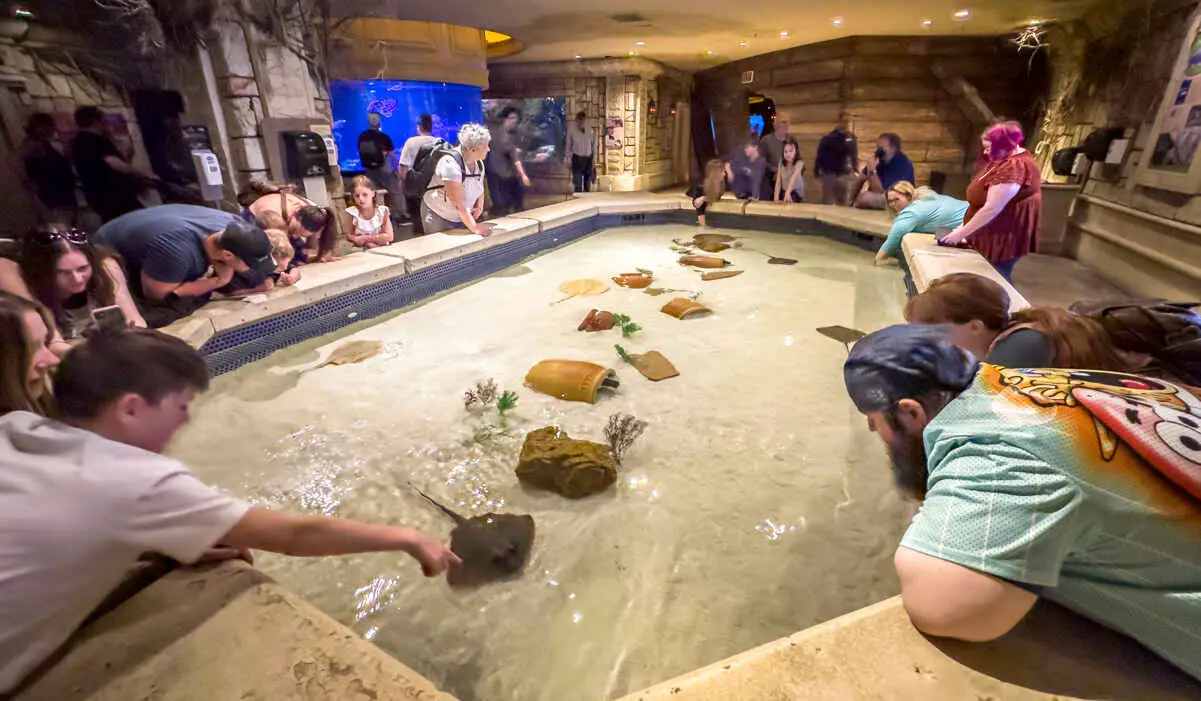 Stingray touch pool at Shark Reef Mandalay bay