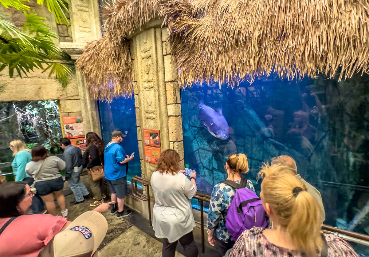 Temple aquariums at Mandalay Bay