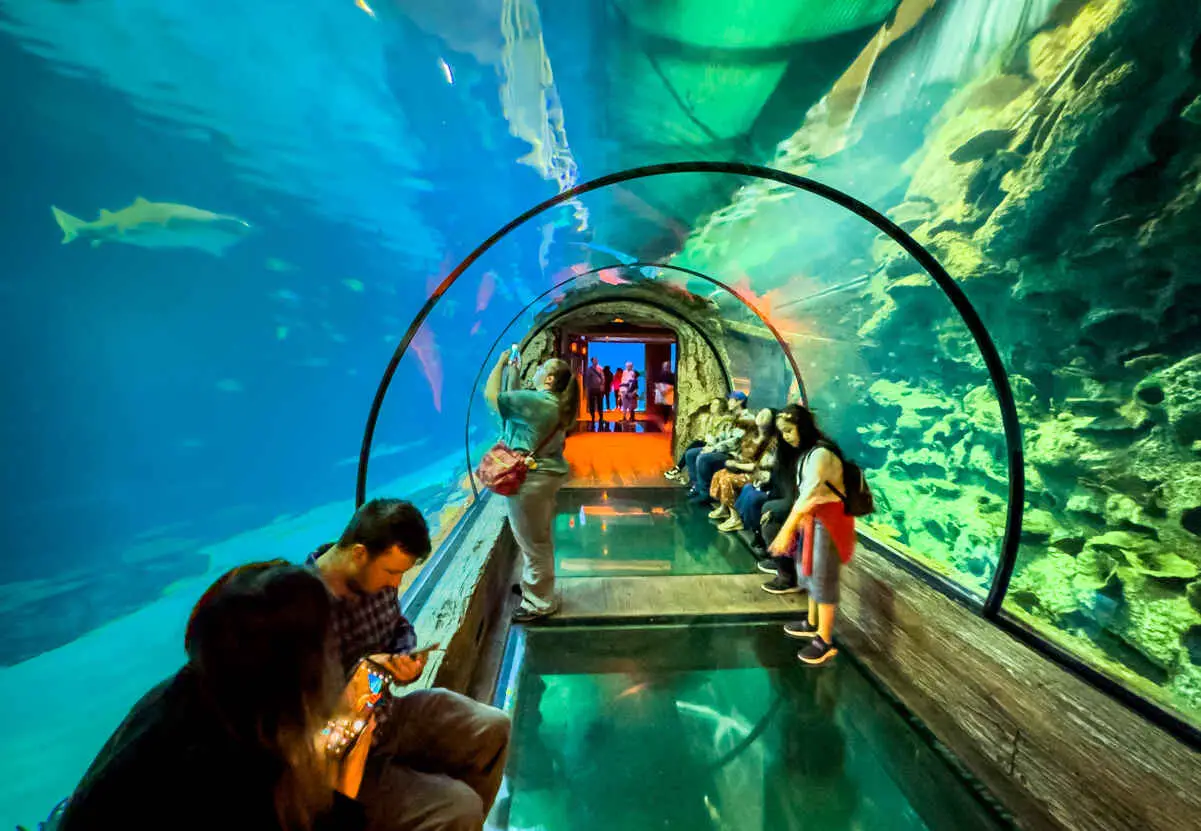 9 Best Aquariums in Las Vegas (Top Aquarium Guide) 2 Tunnel at Shark Reef Aquarium