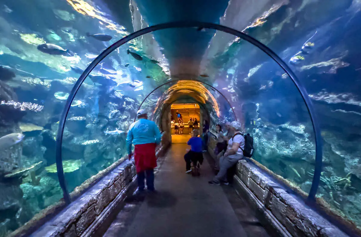 Is Mandalay Bay Aquarium Worth It? PHOTOS! (Shark Reef Aquarium) 11 Underwater tunnel at Mandalay Bay Aquarium