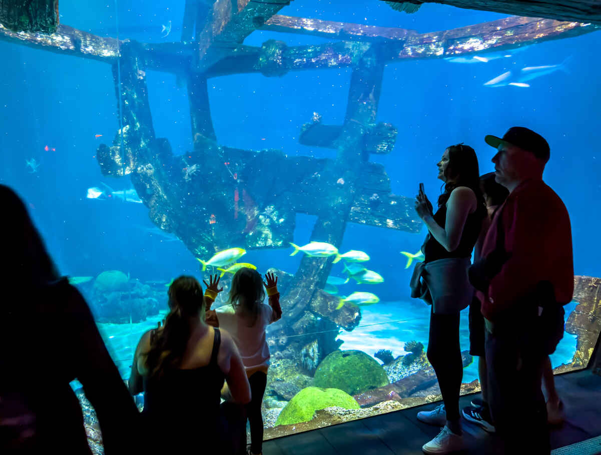 Visitors view sharks at Mandalay Bay