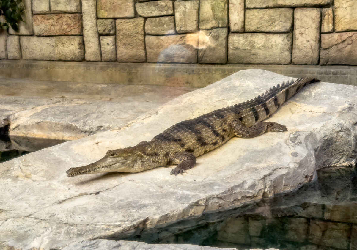 Is Mandalay Bay Aquarium Worth It? PHOTOS! (Shark Reef Aquarium) 6 Crocodile at Shark Reef Aquarium in Las Vegas