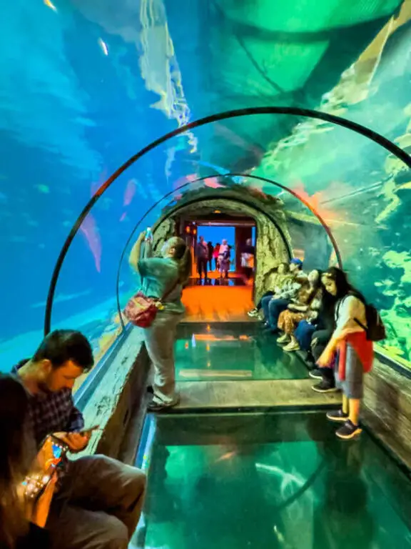 How Long Does Mandalay Bay Aquarium Take? (Visiting Shark Reef