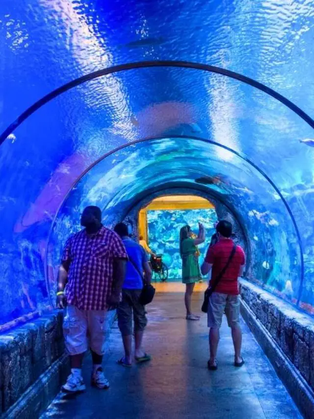 Does Shark Reef Have Locals Discount or Military Discount? (Answered) 3 Things To Know Before Visiting Shark Reefย