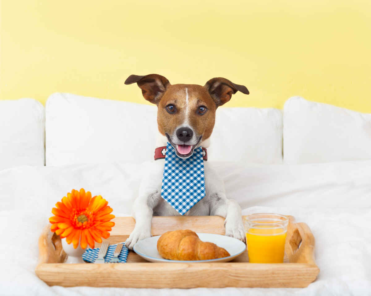 Dog-Friendly Hotels in Las Vegas