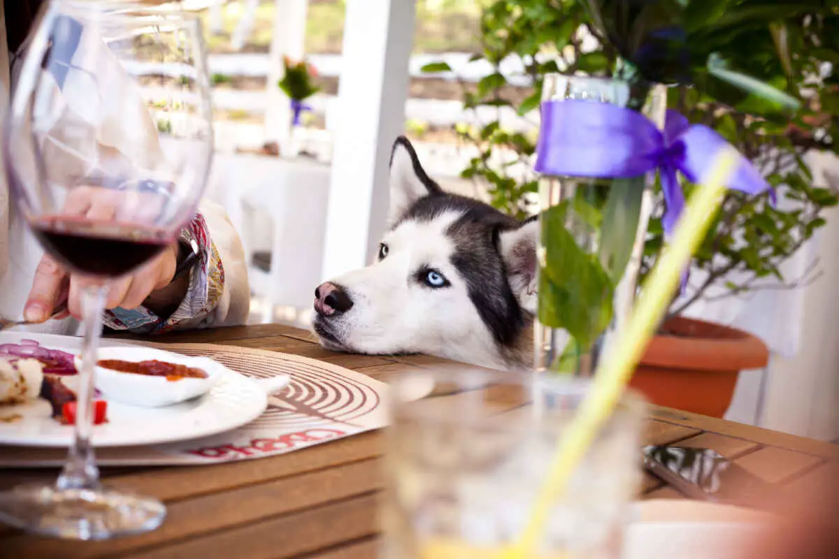 Dog-Friendly Restaurants in Las Vegas