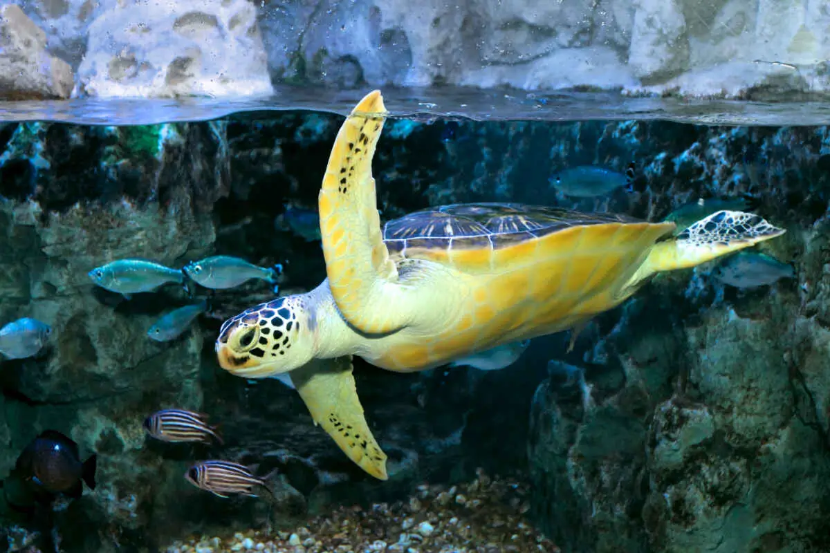 How Long Does Mandalay Bay Aquarium Take? (Visiting Shark Reef) 3 Sea Turtle Feed Package at Mandalay Bay Aquarium