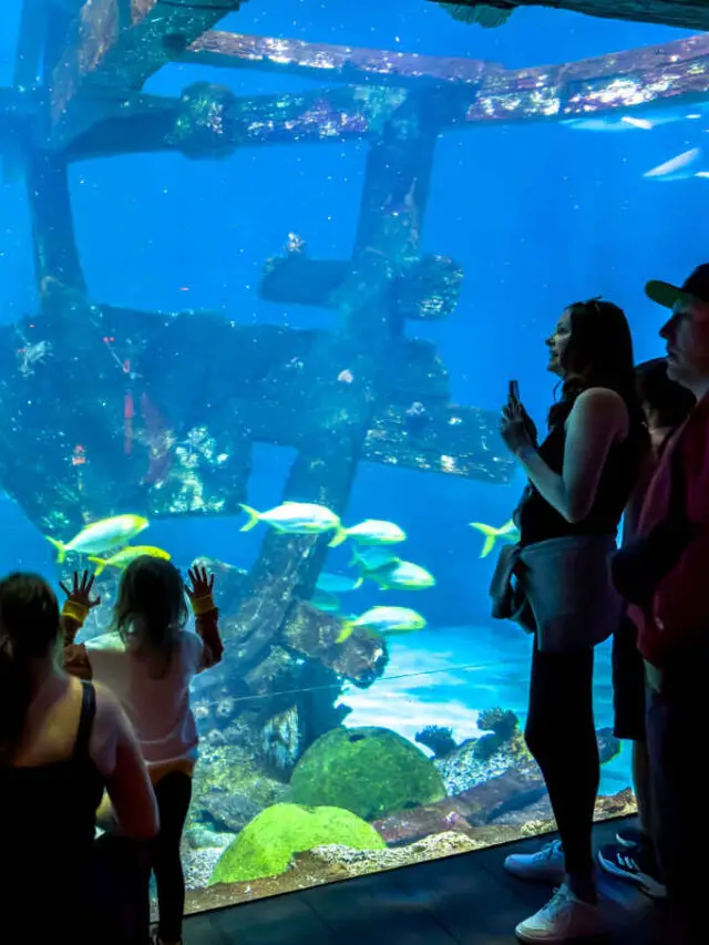 How Long Does Mandalay Bay Aquarium Take Story FeelingVegas mandalay-bay-lazy-river-caribbean-vacation-photos