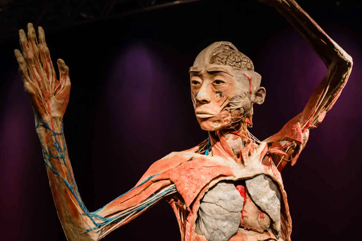 The 19 Best Museums on the Las Vegas Strip: A Full Guide 9 BODIES: The Exhibition
